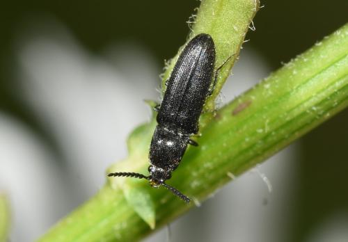 Limonius poneli is found in most habitats.