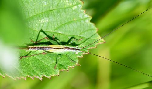 This Long-winged Conehead is a female (note the long ovipositor) nymph (note the short undeveloped wings).