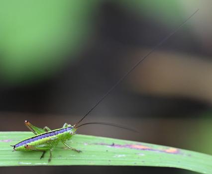 Here a male Long-winged Conehead nymph has yet to develop its short wings.