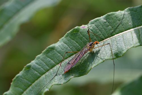 This individual appears to have lost two legs. Photographed in August 2024.