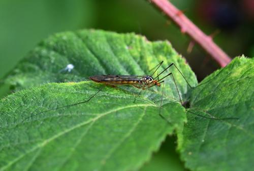 This cranefly has dark wing markings, alternating yellow and black bands on the abdomen and distinctive yellow and black markings on its head and thorax, with its head having a pronounced orange colour.