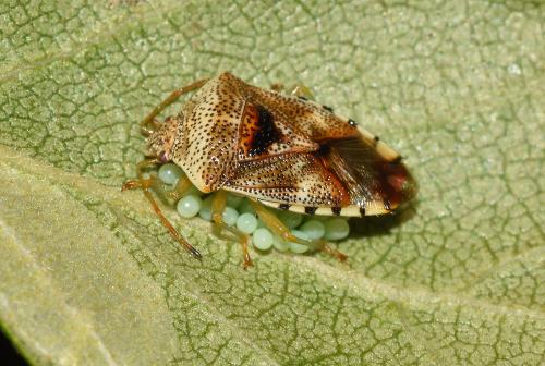 Parent Bug