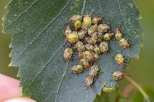 These shieldbugs live on or near Birch and Alder trees.
