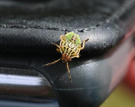 This individual is a first instar nymph Parent Bug photographed in August 2024.