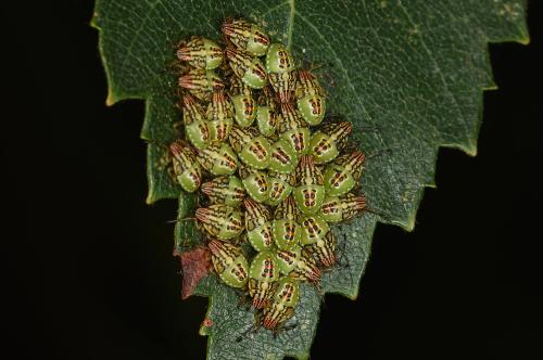 Parent bug nymphs photographed in August 2023.