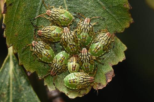 Parent bug nymphs photographed in August 2023.