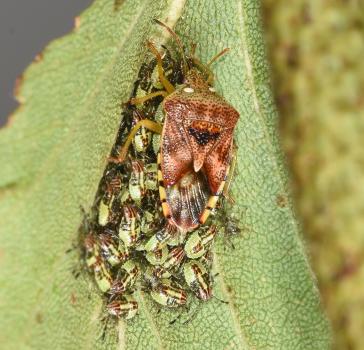 These insects are between 7 and 9 millimetres in length.