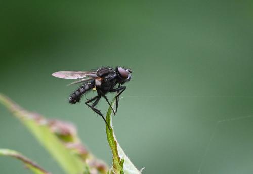 This is a small and very hairy fly. It is thought to be a parasite of shield bugs.