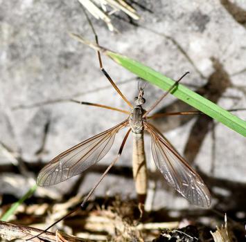 Tipula oleracea is one of our common craneflies - there are 350 different ones found in Britain!