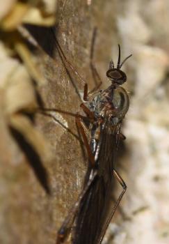 These slender wood gnats have pale stripes on the thorax, seen here in March 2025.