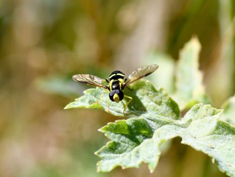 Xanthogramma pedissequum is a widespread and locally common species of hoverfly in southern Britain.
