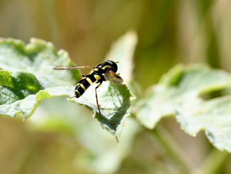 The larvae of this hoverfly feed on aphids within the nests of ants such as  the Black Garden Ant and the Yellow Meadow Ant.