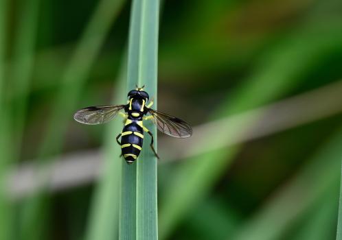 Xanthogramma pedissequum, Heene Cemetery, late-July 2025.