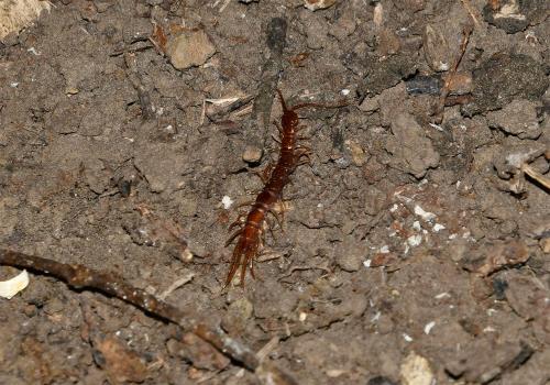 When disturbed the Common or Brown Centipede runs rapidly for cover.