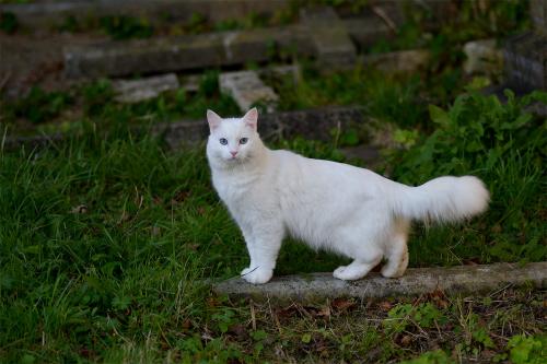Cats are nocturnal hunters with binocular vision and this enables them to judge distance and location with accuracy.