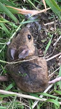 The Wood Mouse has pale grey undersides with a small yellow streak on the chest. 