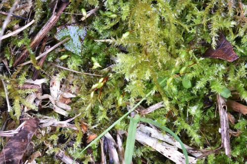  In Heene Cemetery Bird's-claw Beard Moss is on a gravel grave.