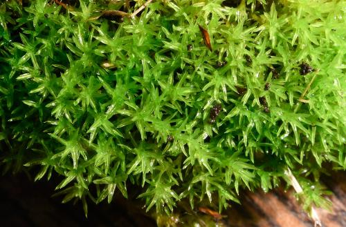 This species forms clusters or mats of yellow-green turfs with erect unbranched stems, especially in disturbed habitats.