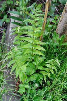 Bracken contains a natural fungicide, of use against blight, and the juice kills aphids.