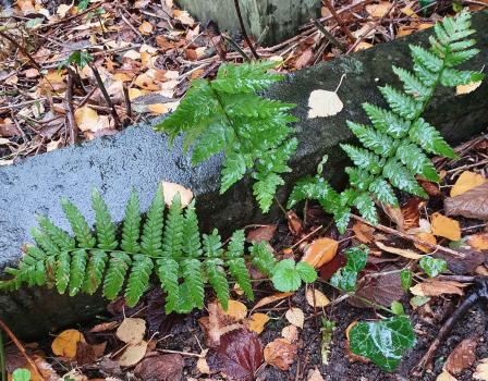 The starchy rhizomes of Bracken, our most abundant fern, are edible and can be dried and stored.