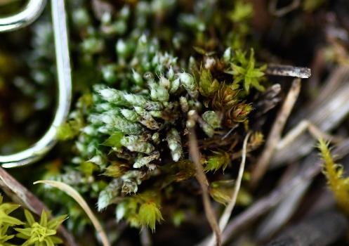 Silver-moss is distinctly silver in colour, forming dense clumps.
