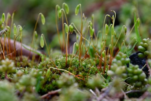  Capillary Thread-moss grows in a wide range of habitats; in the Cemetery it is found on the rough gravel of graves.