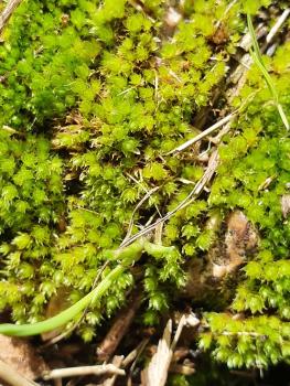 The tufts or patches of this species have corkscrew-like shoots and leaves that twist spirally round the stem.  It grows in a wide range of habitats; in the cemetery it is found on the rough gravel of graves.