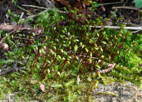 These photographs show Clustered Feather-moss in different stages of its normal development. Some photographs show their stems (sporophytes), whereas other don't. These appear when there is sufficient moisture to encourage their growth.