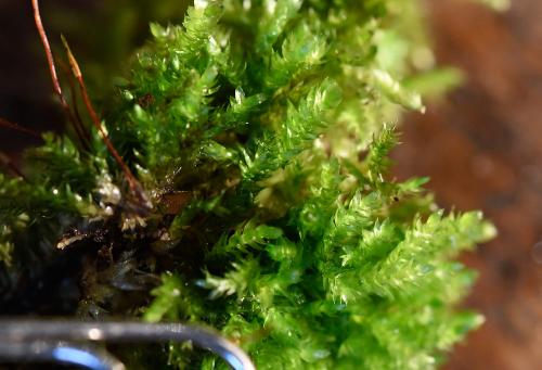 Common Feather-moss is found on banks, in turf, in woodland and on logs. (Paperclip shown for scale. Photographed indoors.)