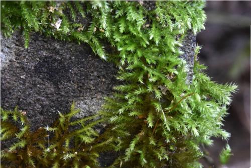 Clustered Feather-moss is a common moss forming mid-green patches on trees, wood, walls, rockeries or stones. 