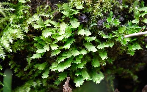 Common or Great Pocket-moss is but one of the 763 species of British mosses.
