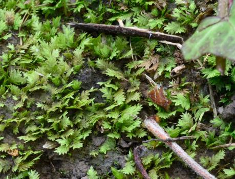  Common or Great Pocket-moss is commonly found on soil banks, and in the cemetery in the soil on graves.