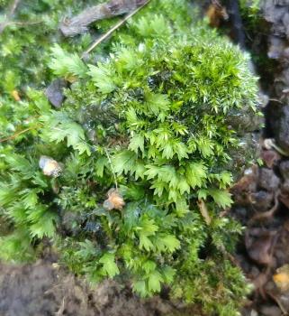 The leaves of Common or Great Pocket-moss have a passing resemblance to yew leaves.