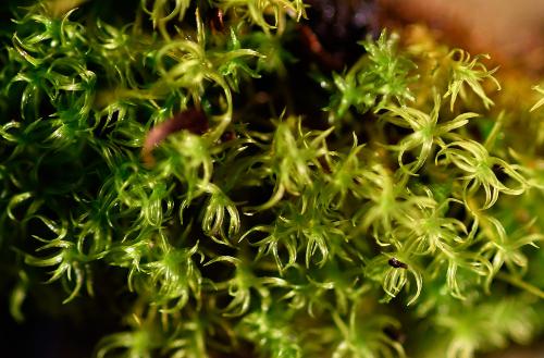 Viewed from above the shoots of the upper leaves of Cylindric Beard-moss appear spiralled.