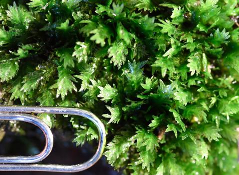  Common or Great Pocket-moss is commonly found on soil banks, and in the cemetery in the soil on graves.