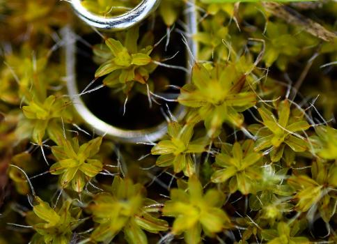 Intermediate Screw-moss is found in Heene Cemetery on the flat top of a gravestone.