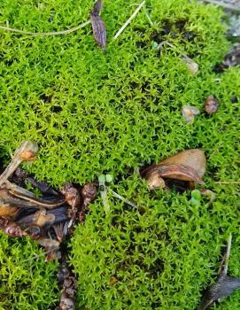 The shoots of Lesser Bird's-claw Beard-moss have spreading leaves that become twisted when dry.