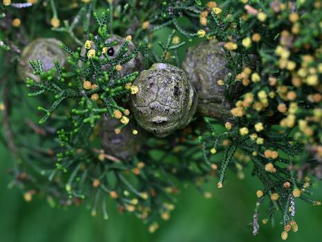 When crushed the foliage of the Monterey Cypress releases a strong lemony fragrance.