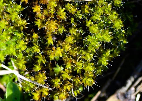 Intermediate Screw-moss likes calcareous substrates such as rocks or mortar in walls. 