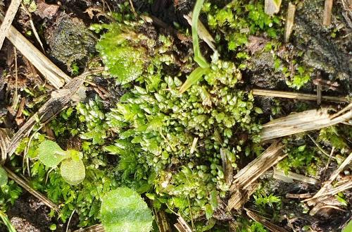 Silver-moss is silver-green or whitish-green when dry and grows on bare earth in Heene Cemetery.