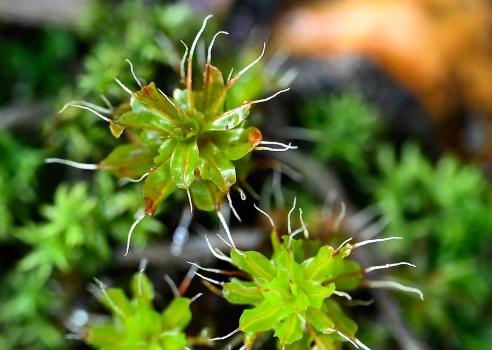 Intermediate Screw-moss has silver-white hairs protruding from the tips of its leaves.