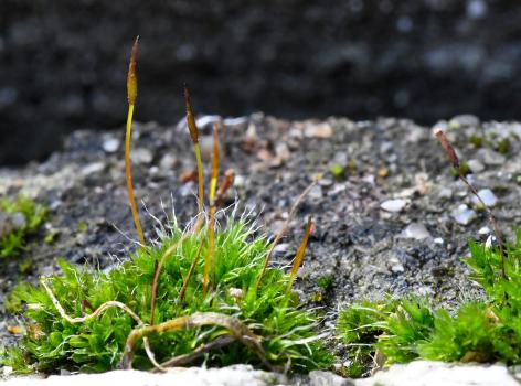 Wall Screw-moss is often found on base-rich walls, or in the case of the cemetery on a gravestone.
