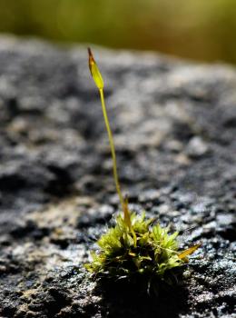 The communal low cushions of Wall Screw-moss have green or yellow-green leaves. 