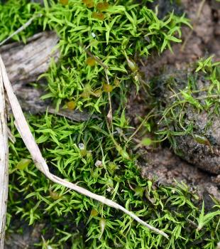 Green-tufted Stubble-moss has a variable appearance, but is usually less than 1cm tall.