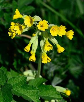 Flowering later than the primrose, the Cowslip is also a useful addition to the early season list of culinary ingredients.