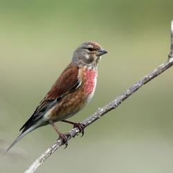 A male Linnet in breeding plumage