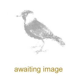 Jackdaw - awaiting image