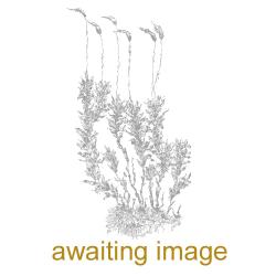 Violet/Mauve Thread-moss - awaiting image