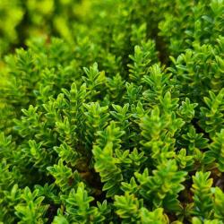 Hebe 'Green Globe' courtesy of Paramount Plants.