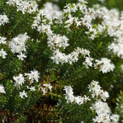 Hebe ‘Sutherlandii’ courtesy of Best4Hedging.